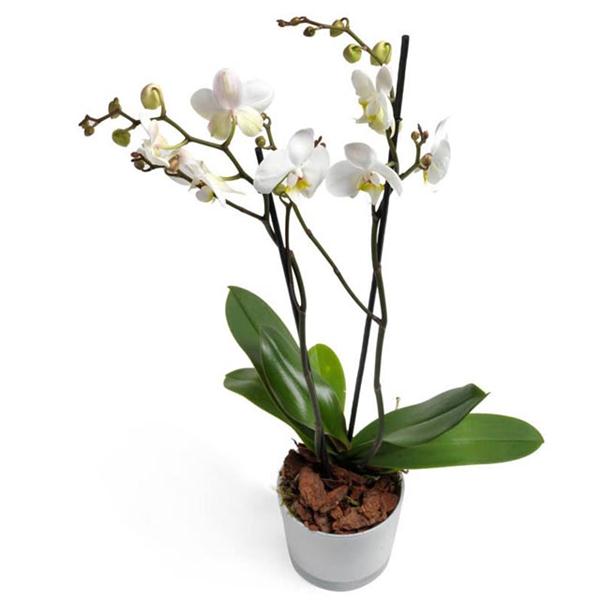 White Orchid